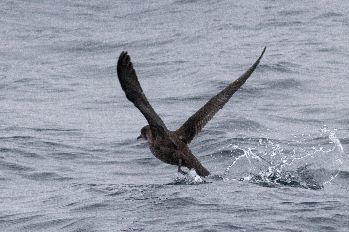 Short-tailed Shearwater - ML492416081