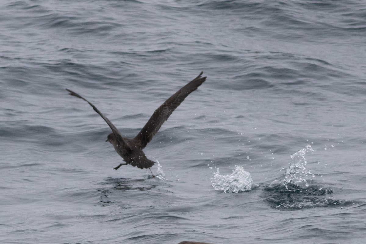 Short-tailed Shearwater - ML492416111