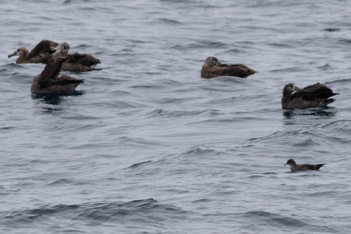 Short-tailed Shearwater - Rob Fowler