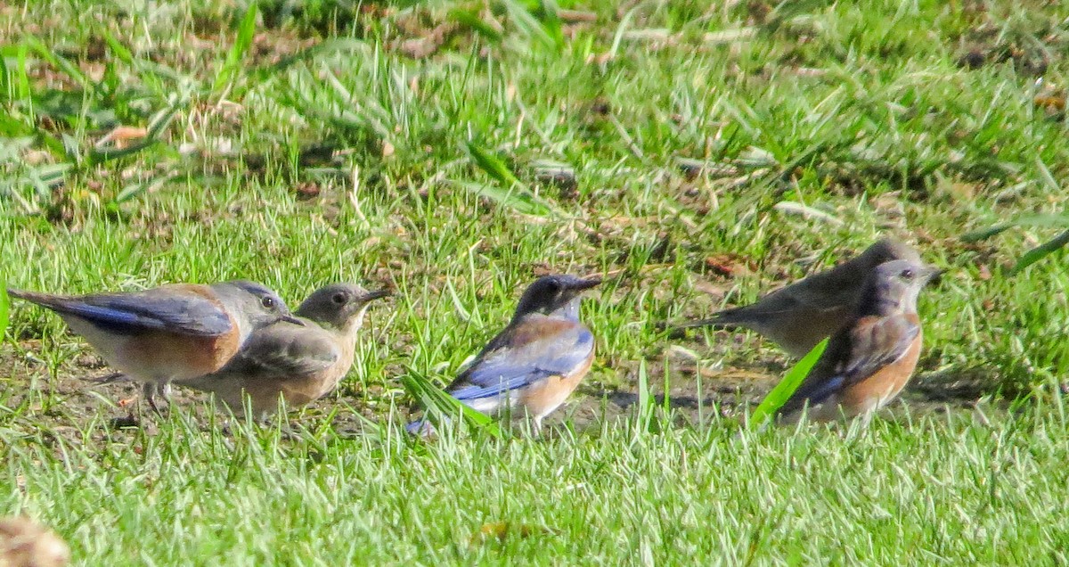 Western Bluebird - Teresa Connell