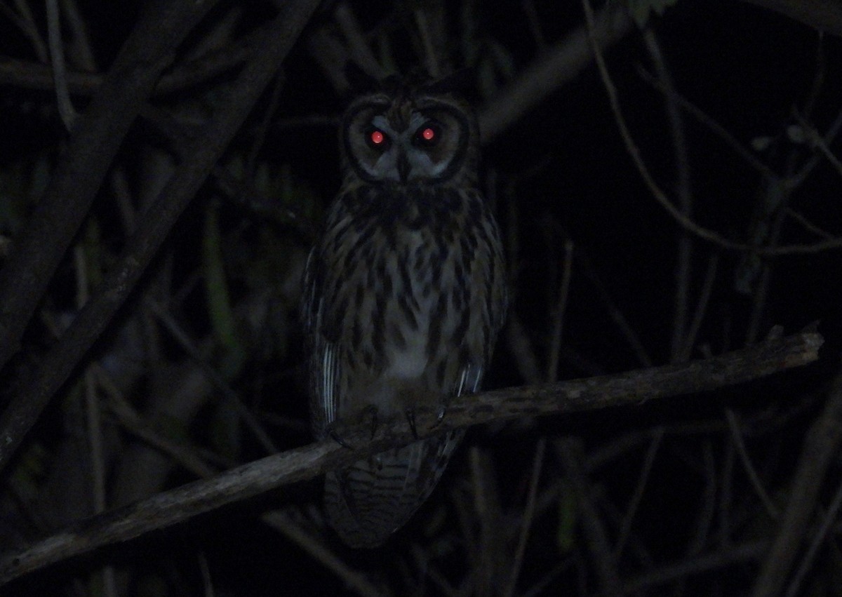 Striped Owl - ML492417501