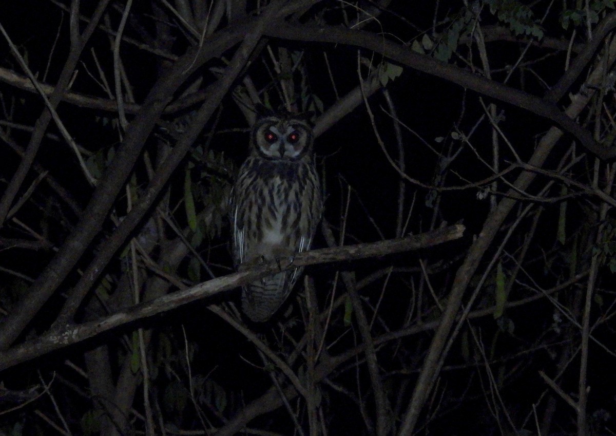 Striped Owl - ML492417511