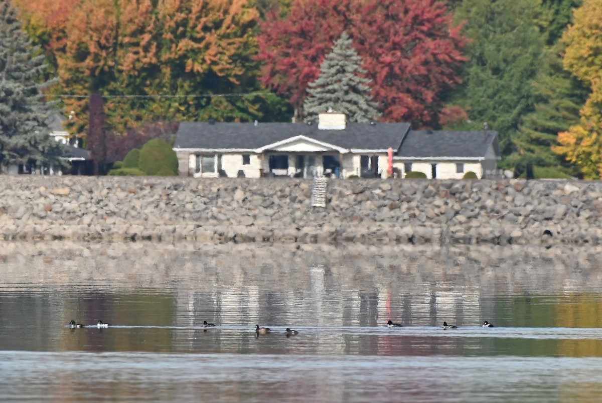 Common Goldeneye - Brad Rogers