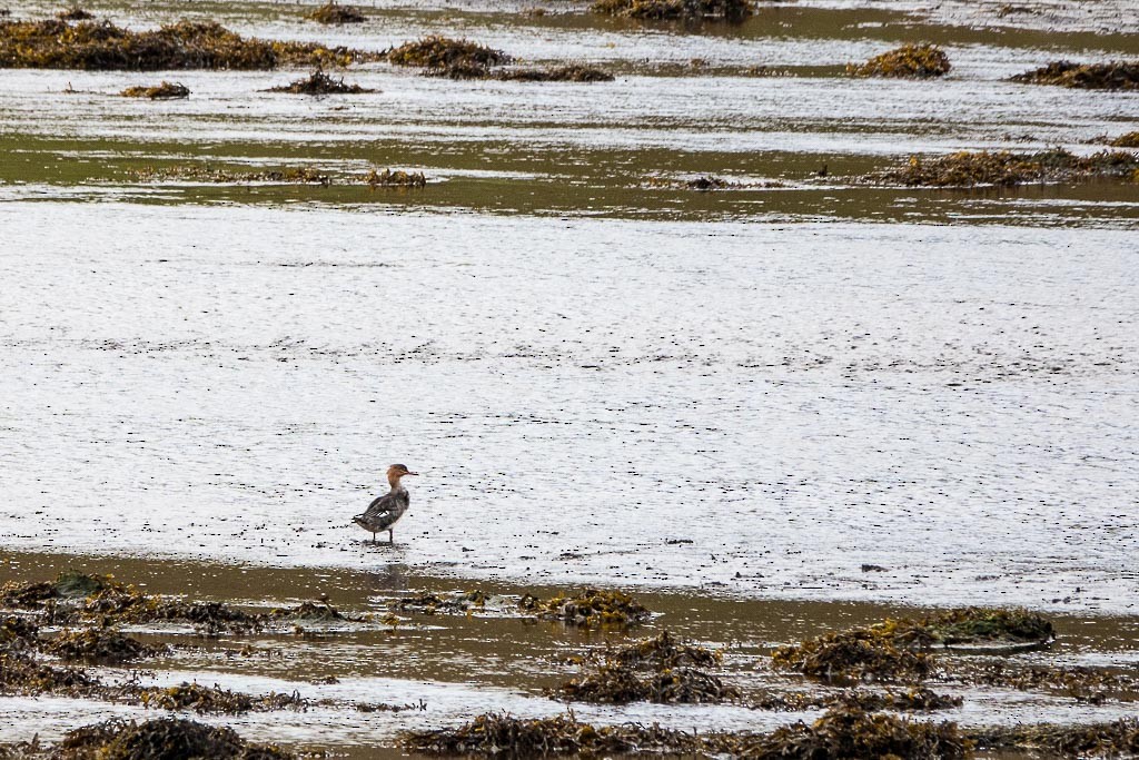 Red-breasted Merganser - Mary Lou Dickson