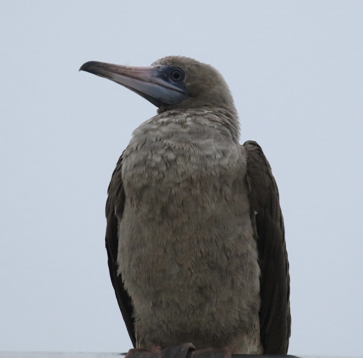 Red-footed Booby - ML492418541