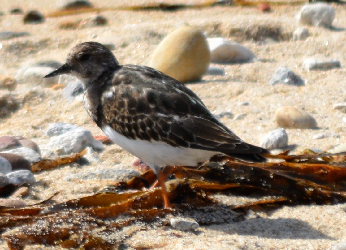 Ruddy Turnstone - ML492418711