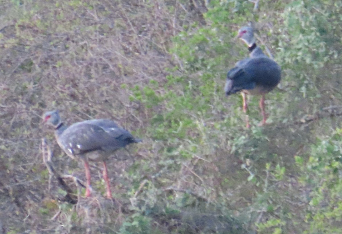 Southern Screamer - ML492418731