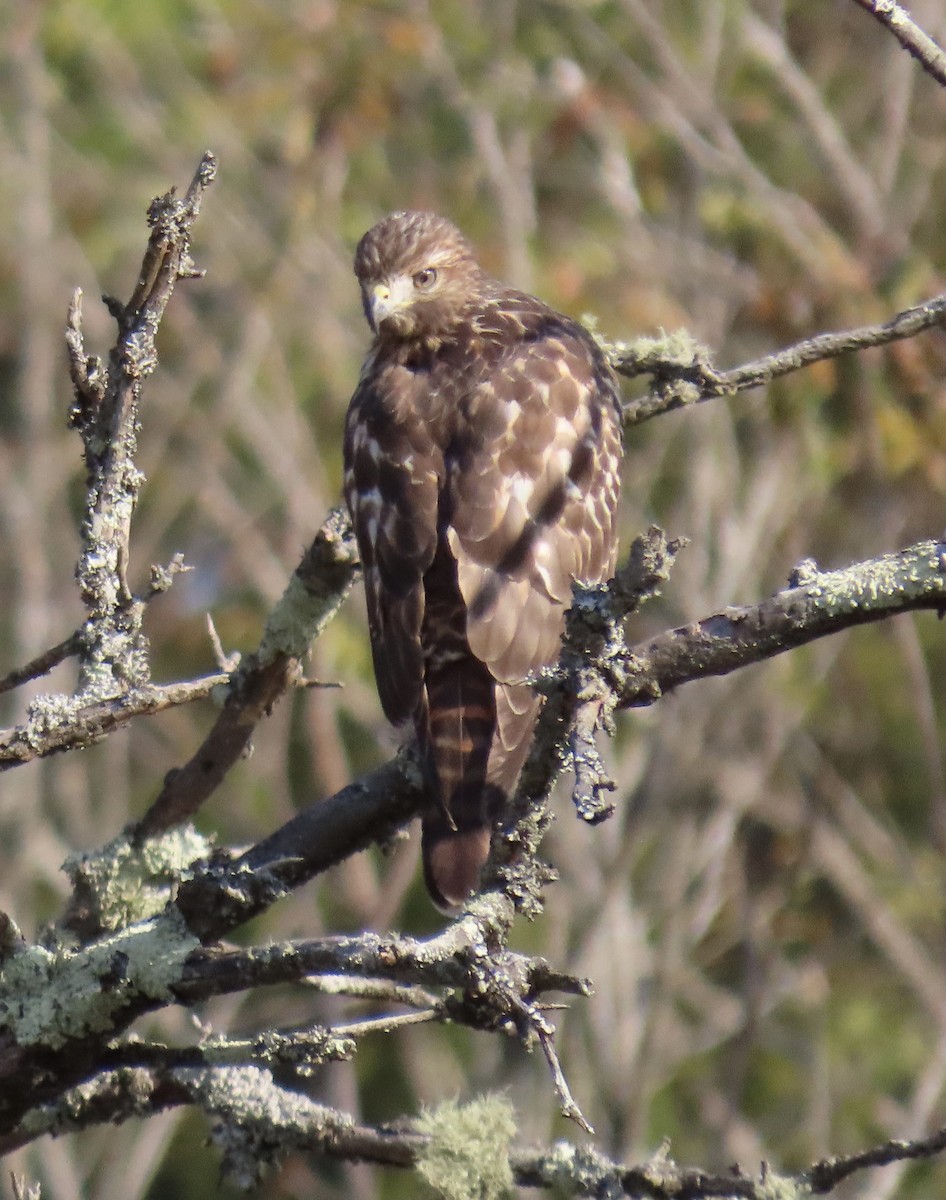 Red-shouldered Hawk - ML492419121