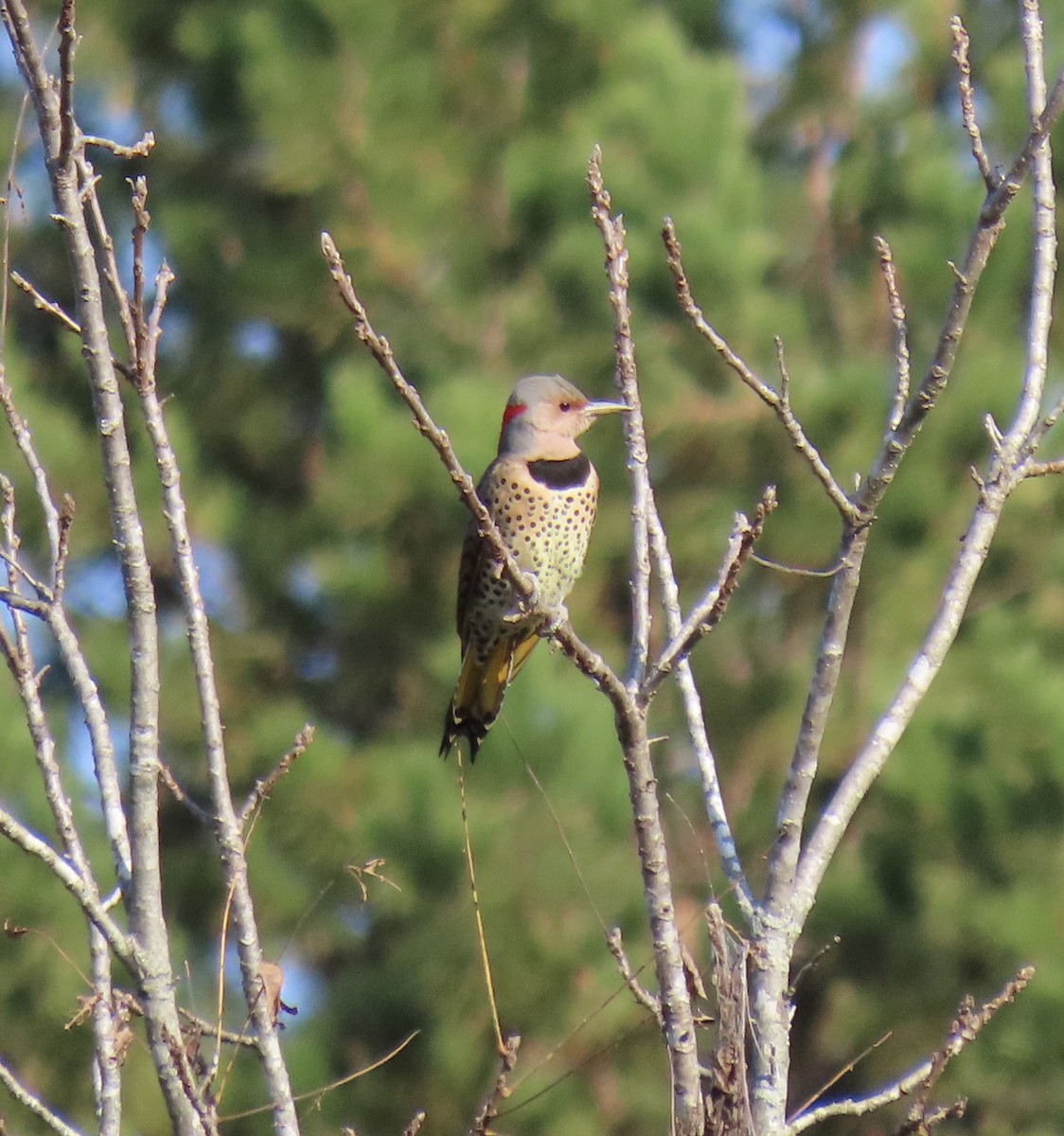 Northern Flicker - ML492419221