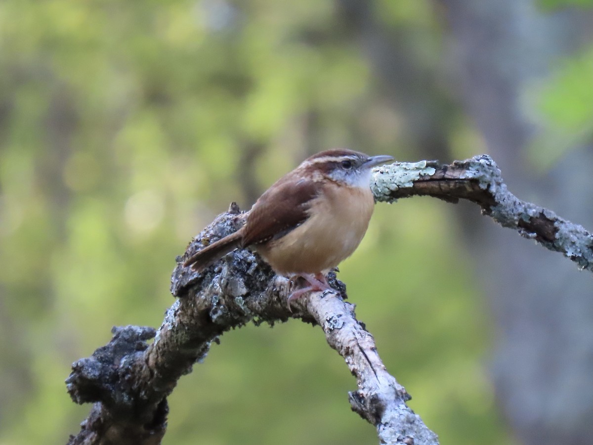 Carolina Wren - ML492419291