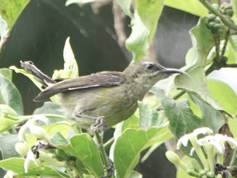 Olive Sunbird - ML492419771