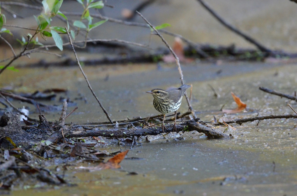 Northern Waterthrush - ML492420231