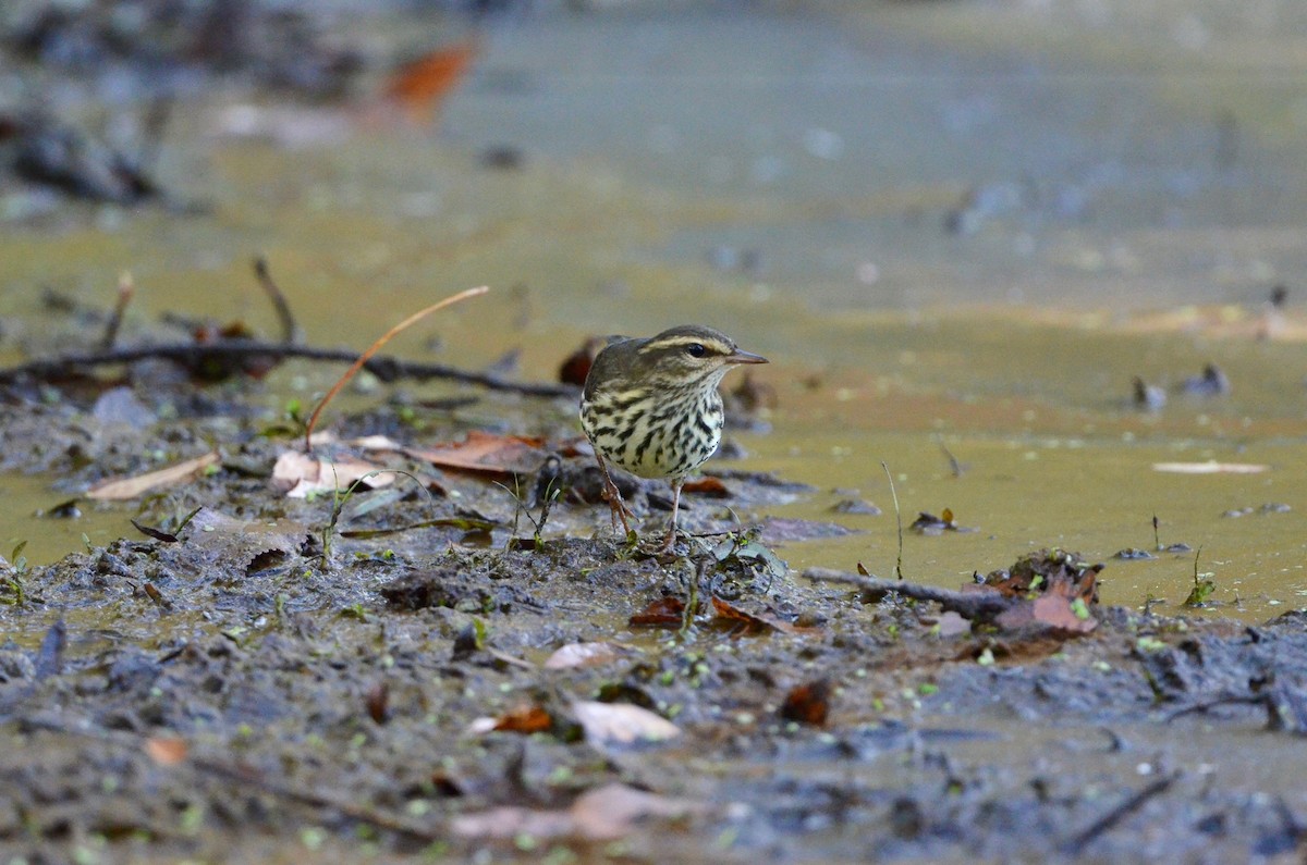 Northern Waterthrush - ML492420271