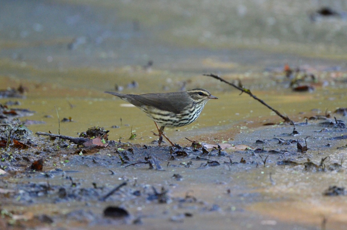 Northern Waterthrush - ML492420281