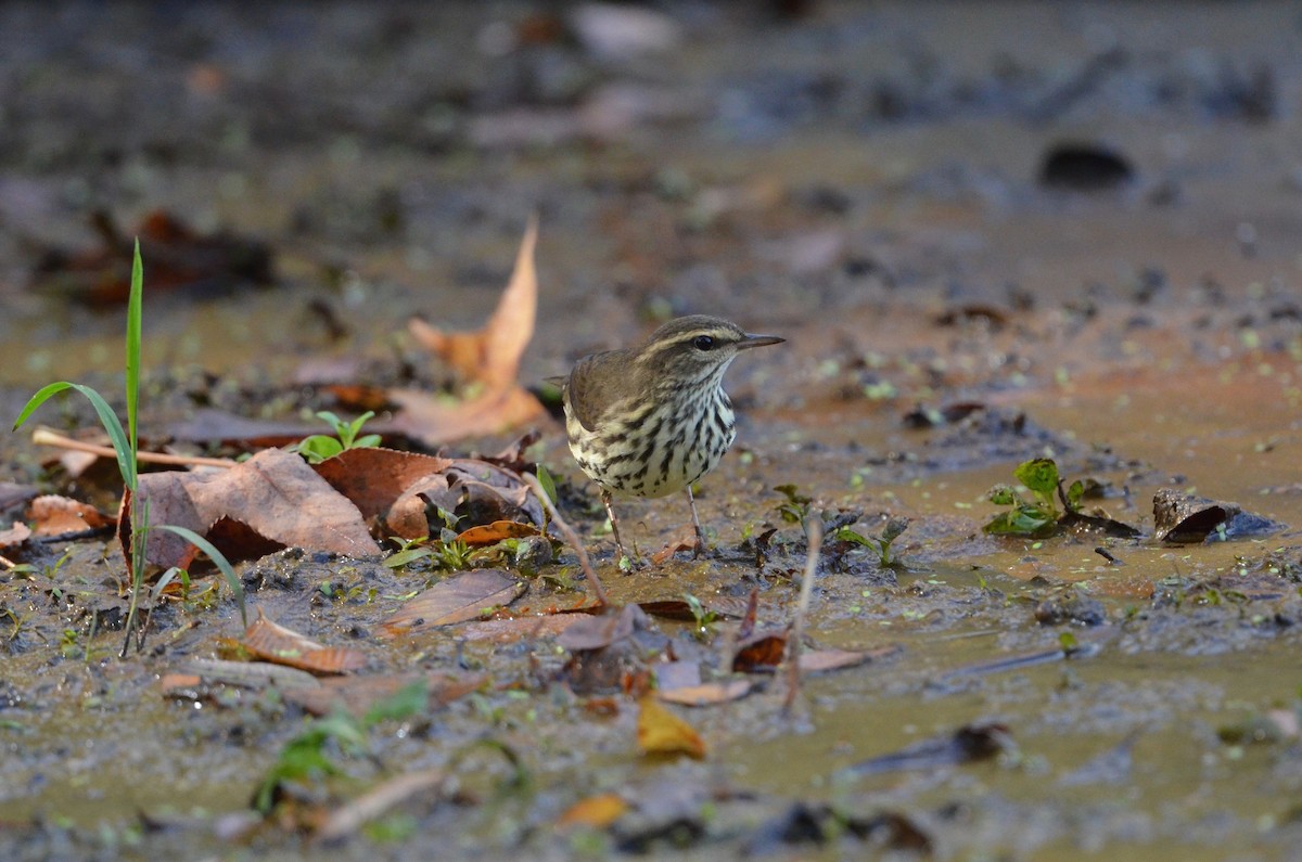 Northern Waterthrush - ML492420331