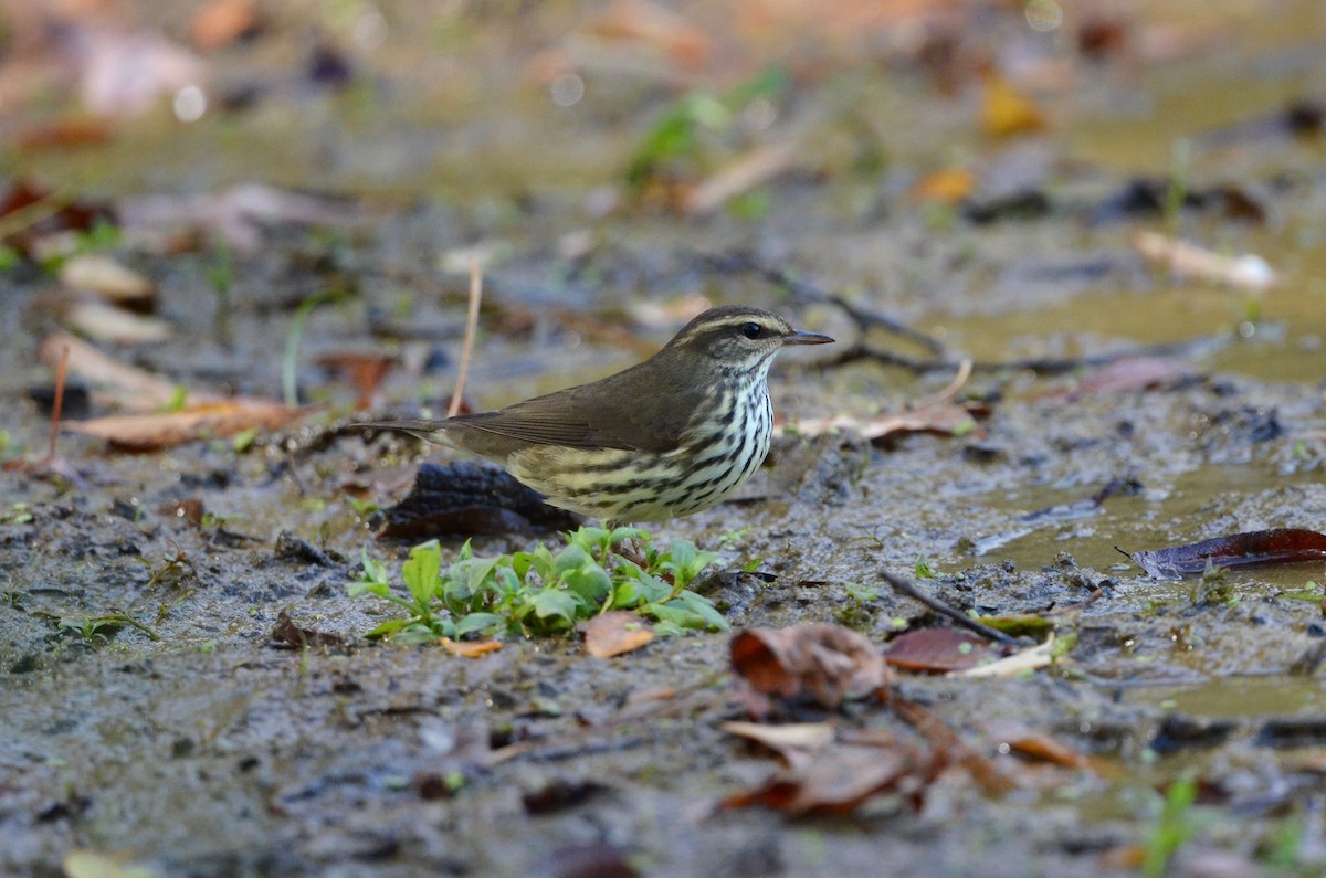 Northern Waterthrush - ML492420481