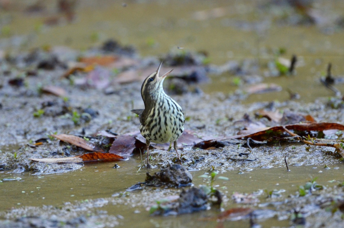Northern Waterthrush - ML492420521