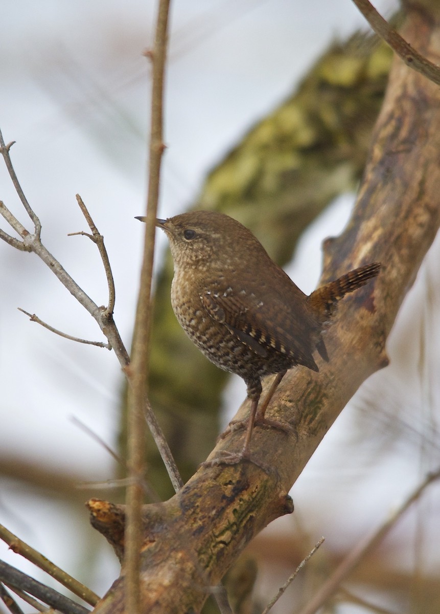 Winter Wren - ML492420571