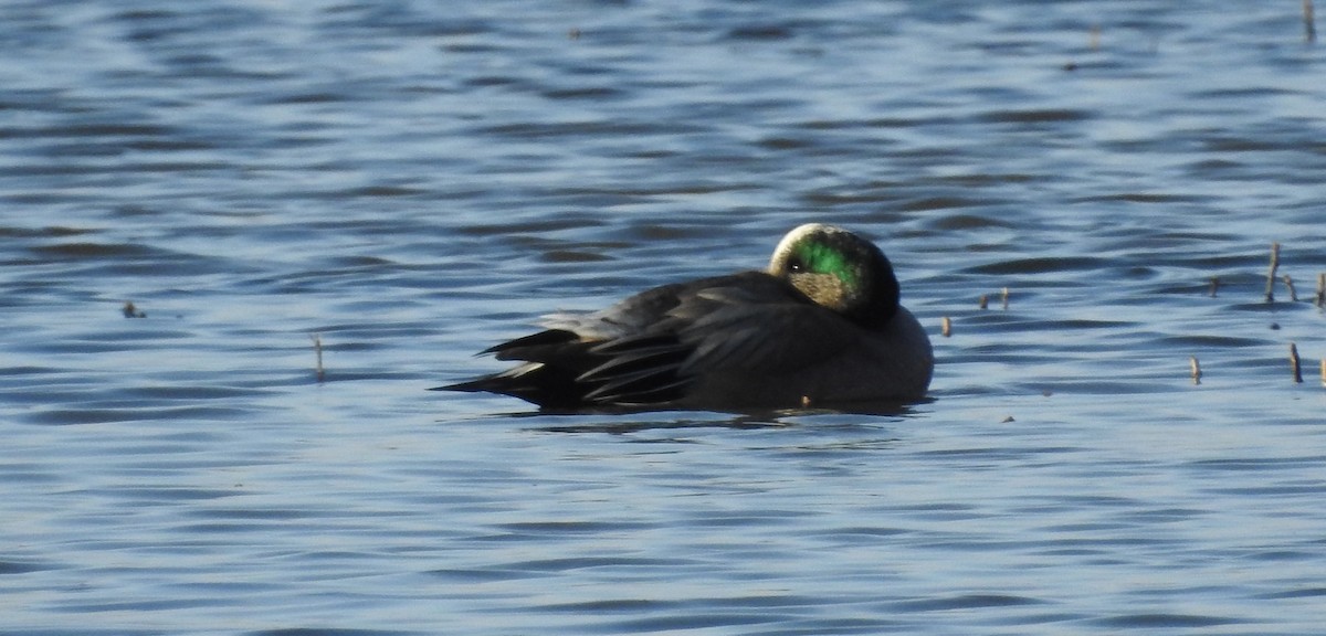 American Wigeon - ML49242171