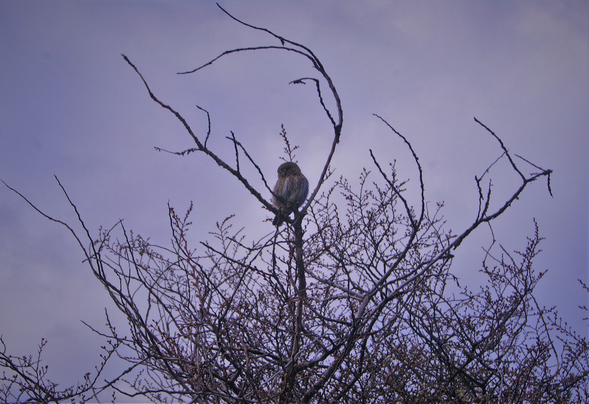 Austral Pygmy-Owl - ML492422031