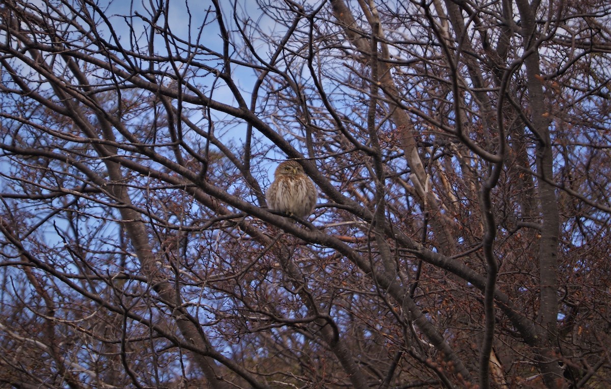 Austral Pygmy-Owl - ML492422171