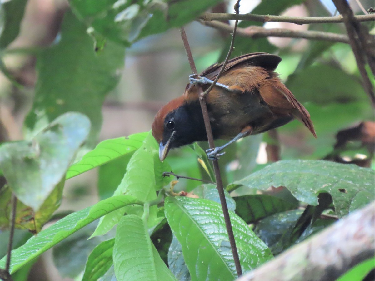 Band-tailed Antshrike - Hugo Foxonet