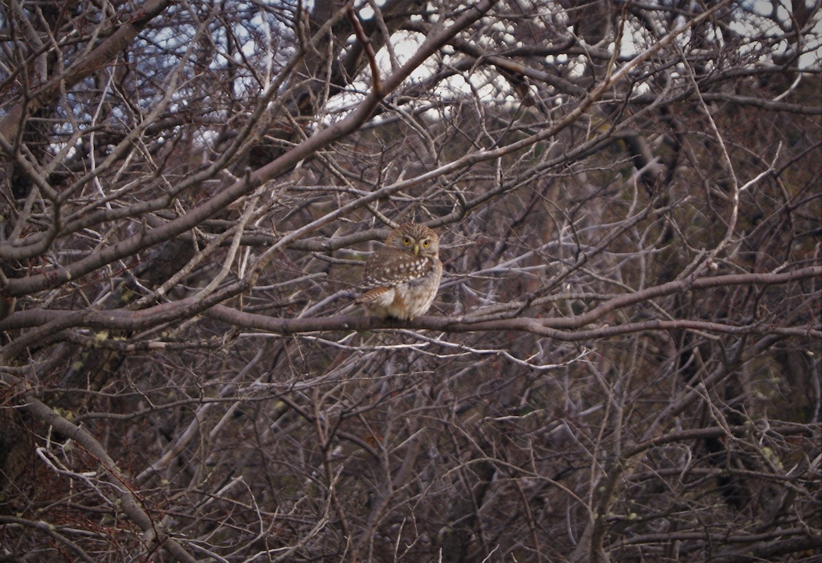 Austral Pygmy-Owl - ML492422281