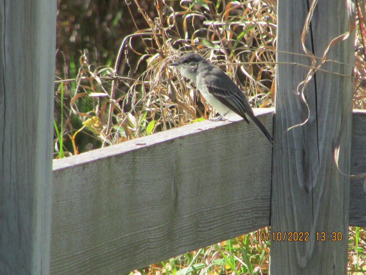 Eastern Phoebe - ML492423101