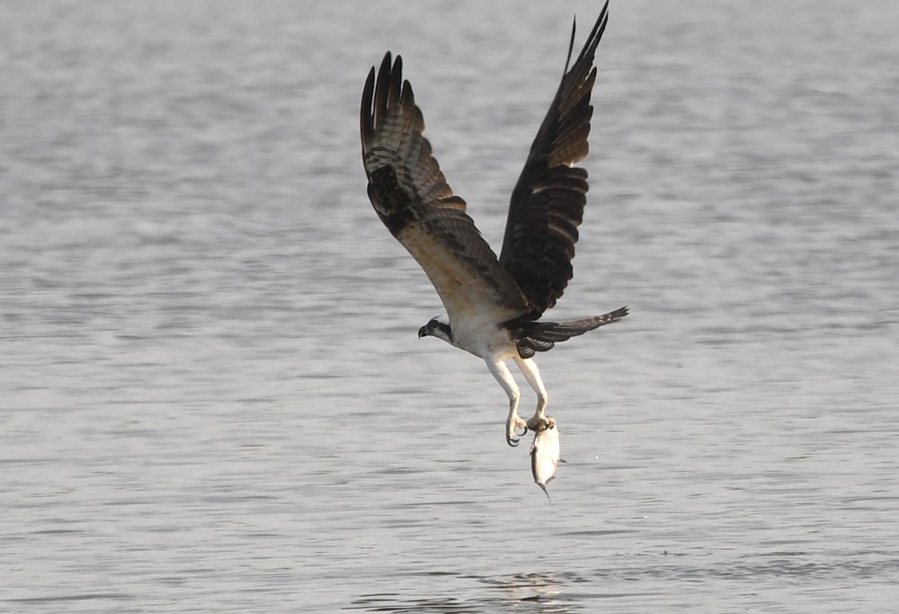 Balbuzard pêcheur - ML492423891