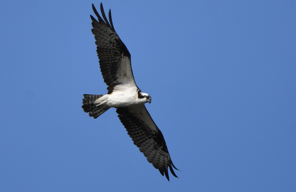 Osprey - ML492424961