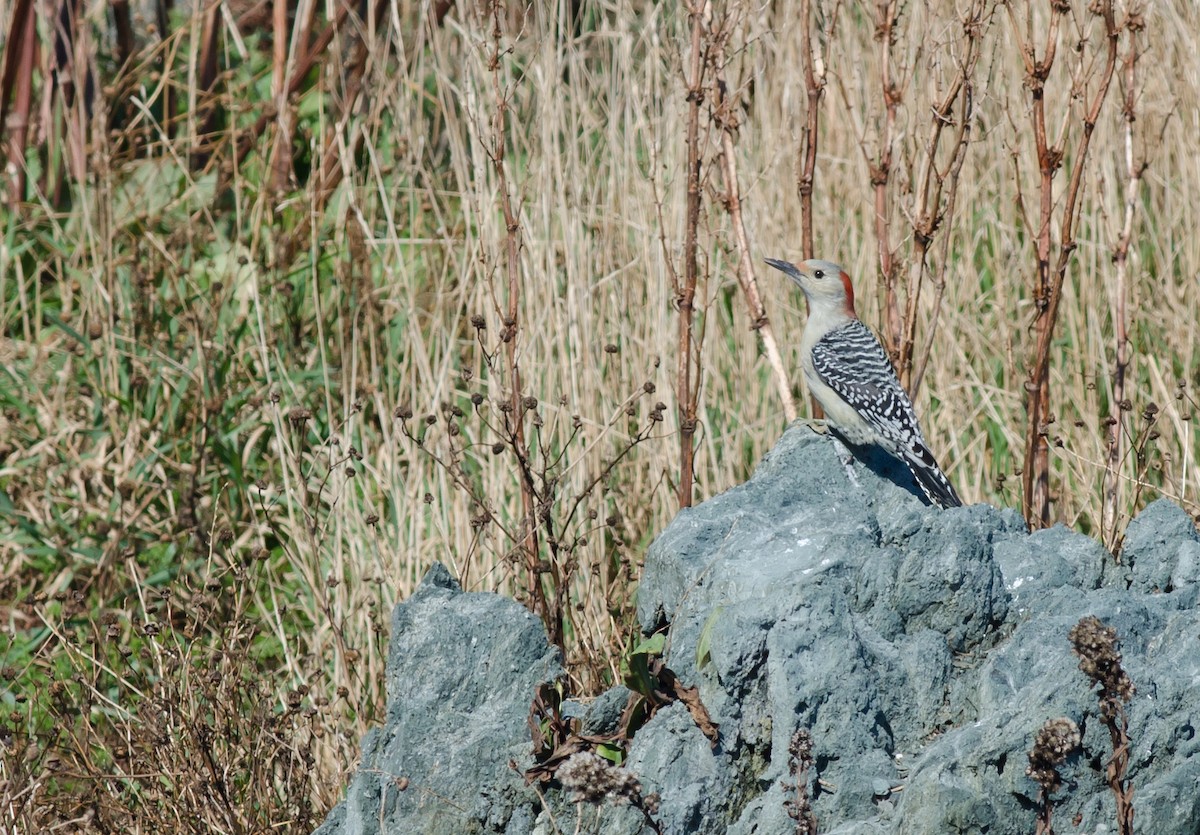 Red-bellied Woodpecker - Alix d'Entremont