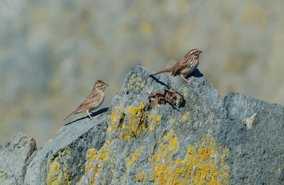 Lincoln's Sparrow - ML492426651