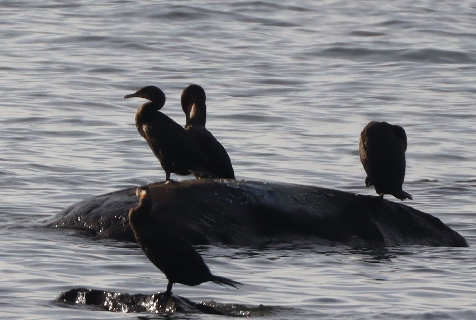 Cormoran à aigrettes - ML492426801