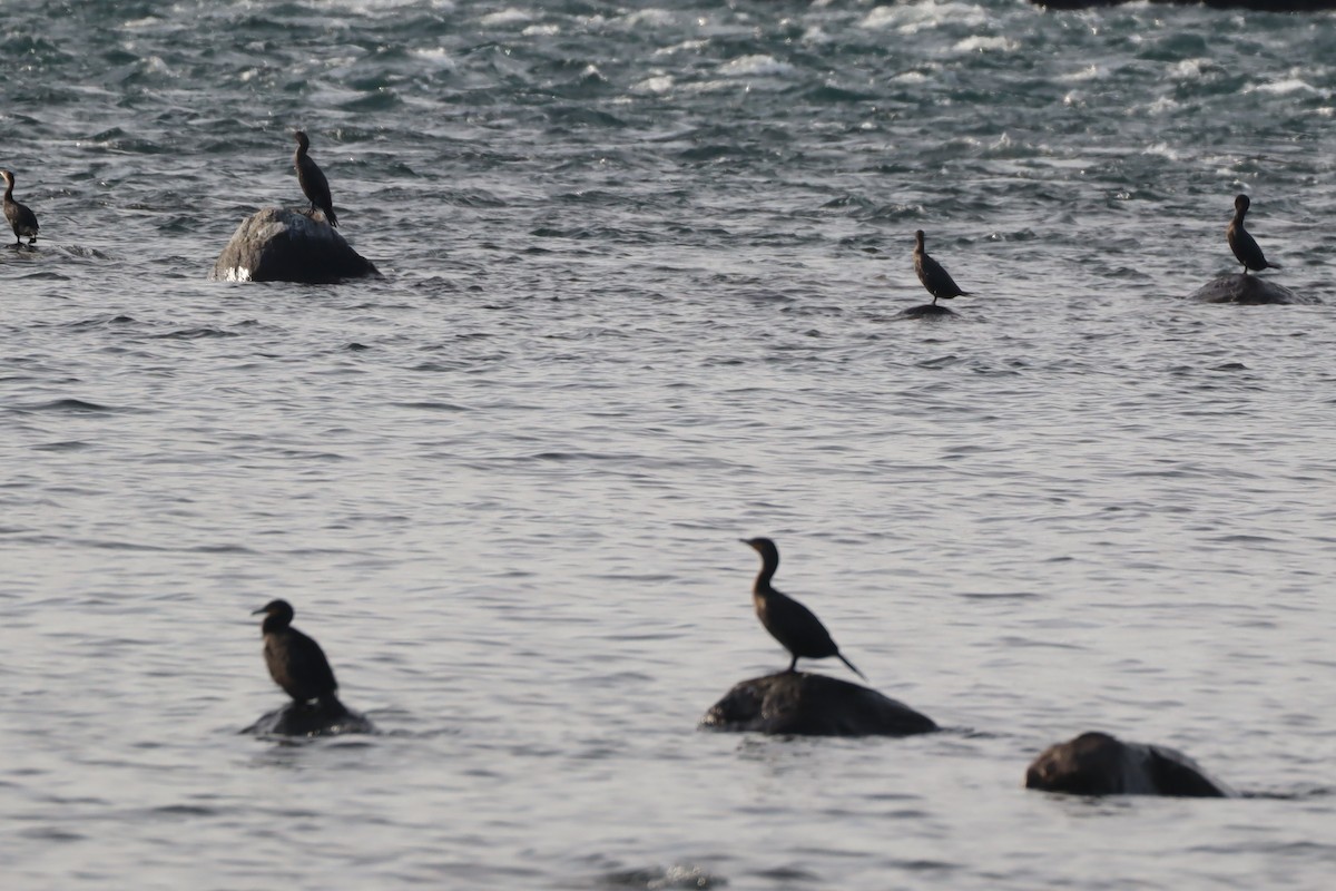 Cormoran à aigrettes - ML492426811