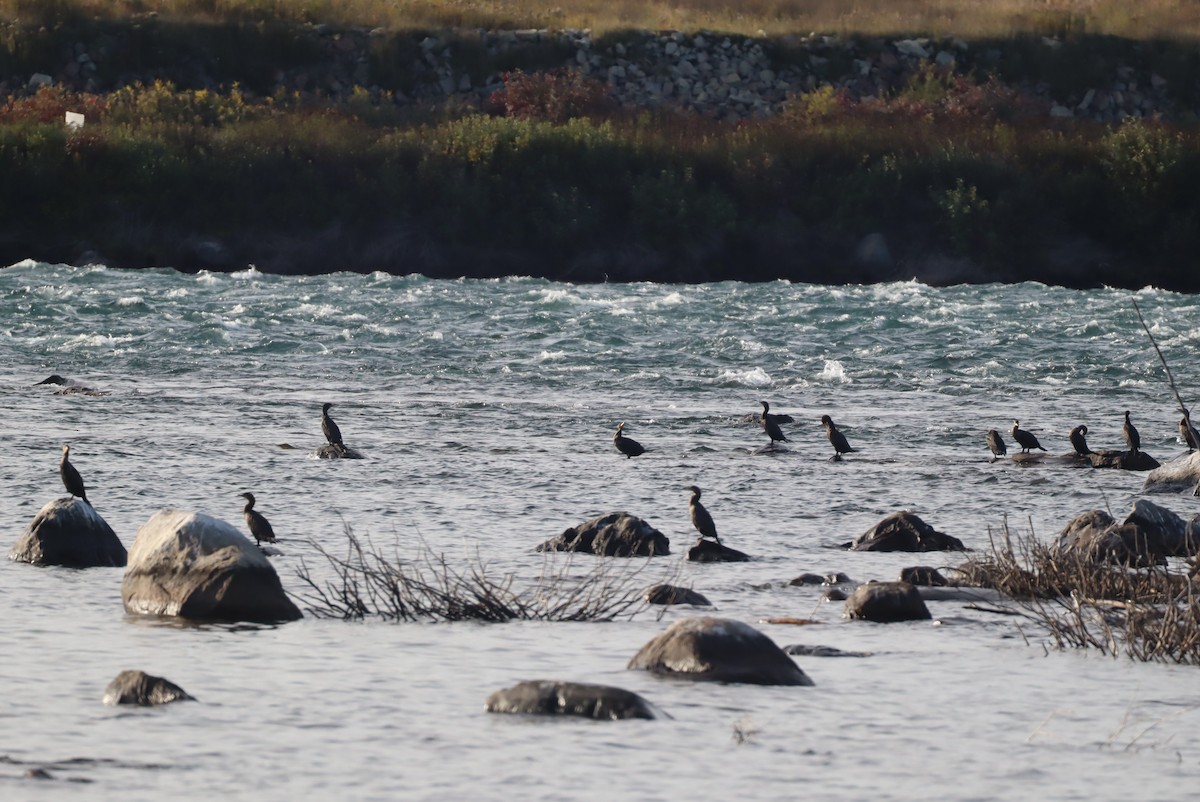 Double-crested Cormorant - ML492426821