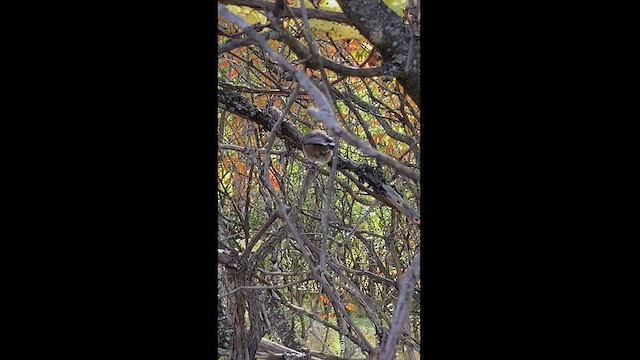 Boreal Chickadee - ML492426891