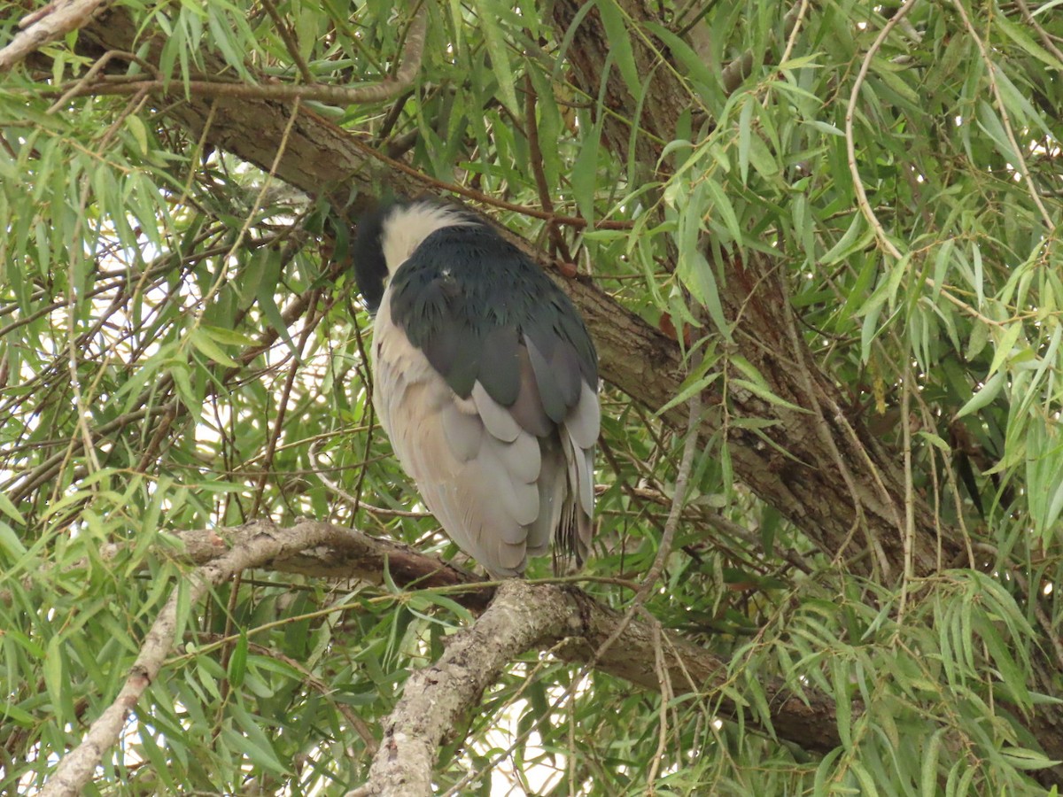 Black-crowned Night Heron - Nancy Salem