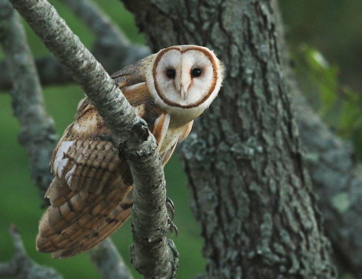 Barn Owl - ML492427781