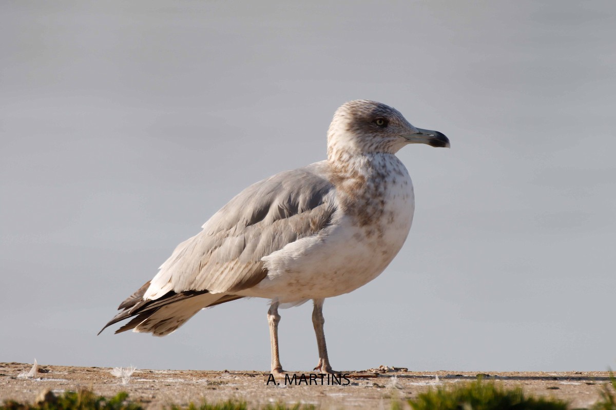 Goéland argenté (smithsonianus) - ML49242831