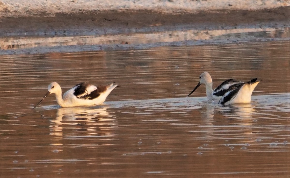 American Avocet - ML492430281