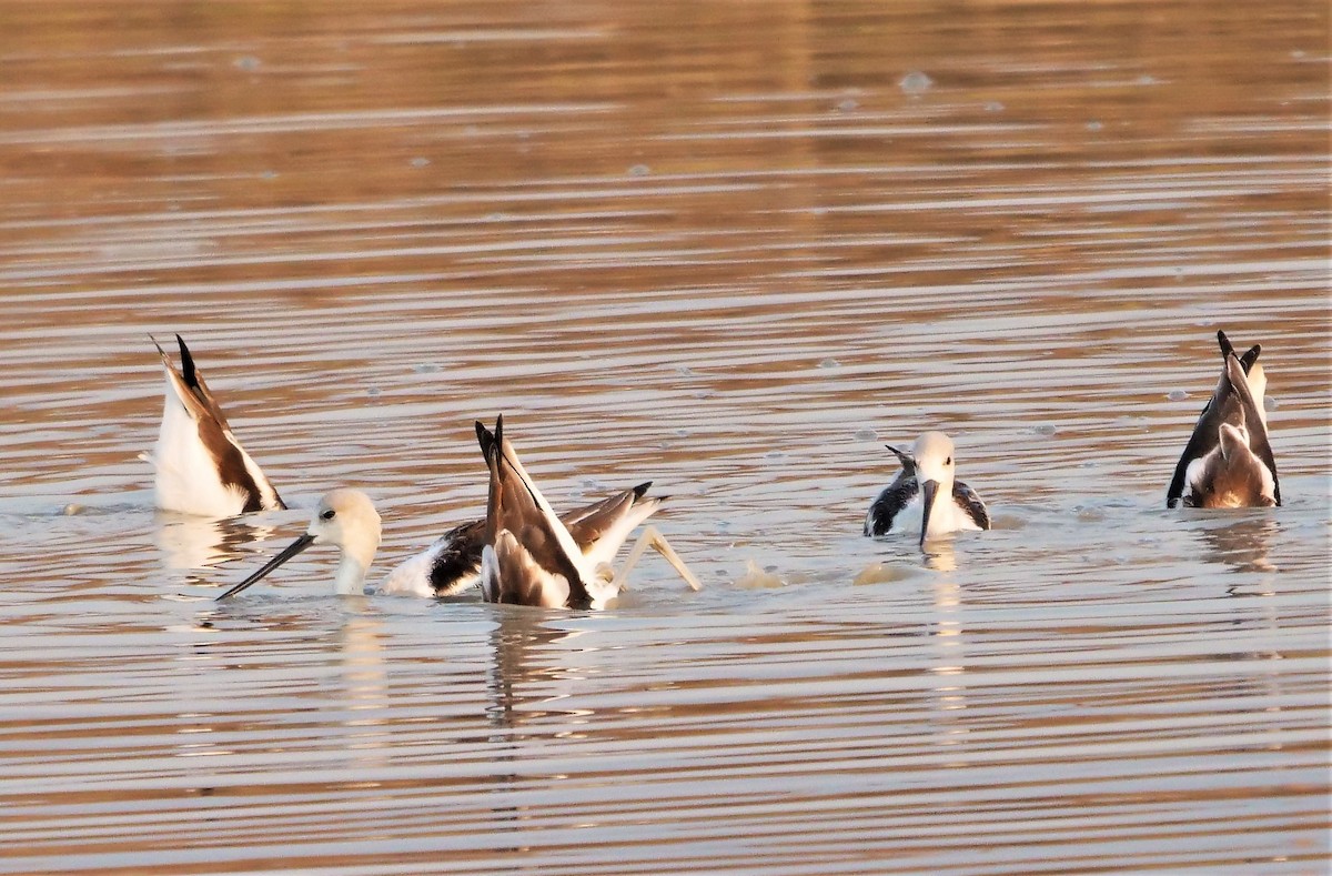 American Avocet - ML492430311