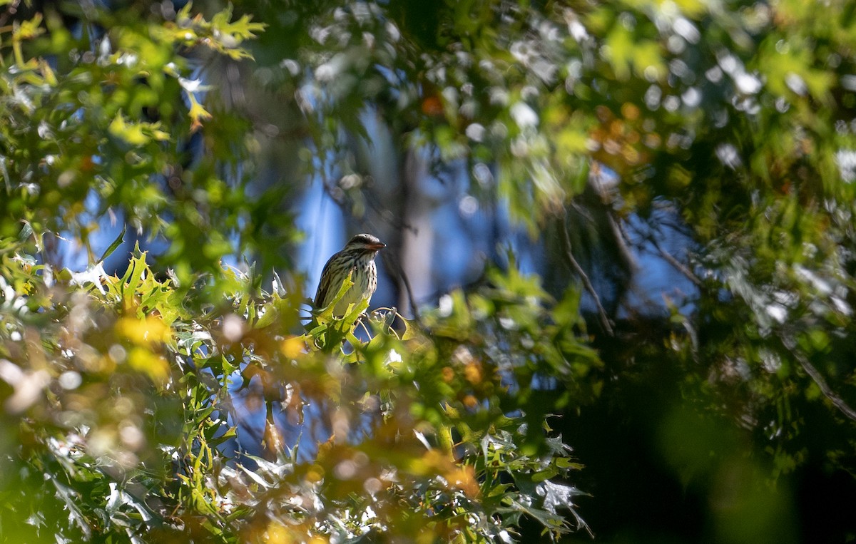 Sulphur-bellied Flycatcher - ML492430401