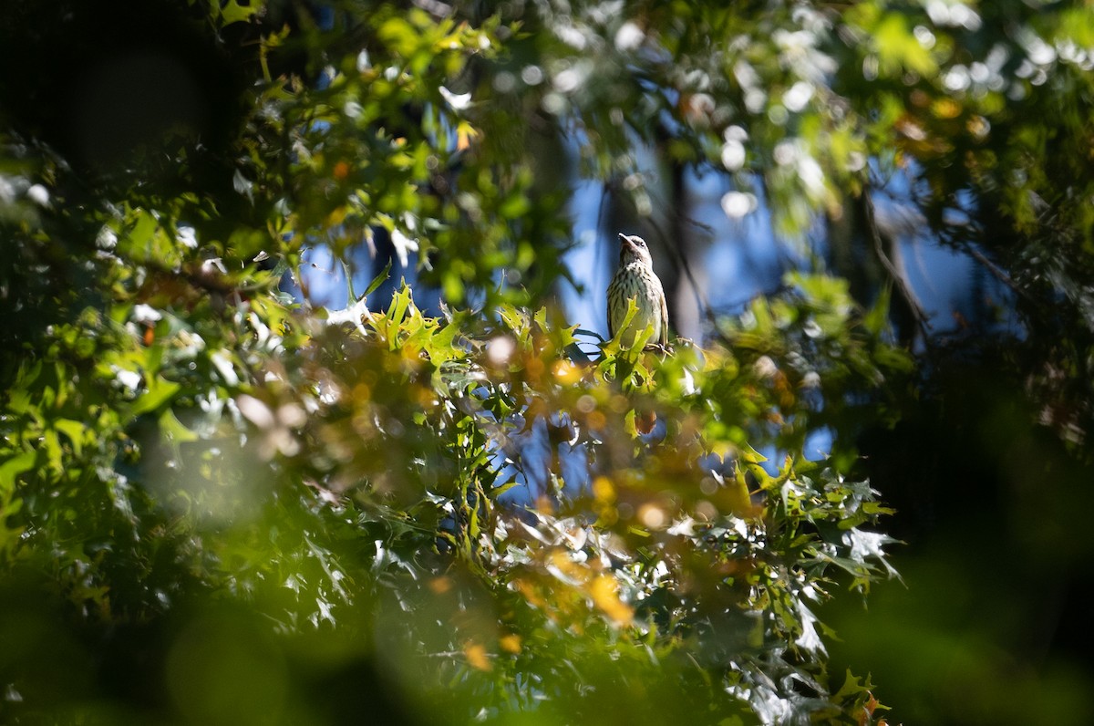 Sulphur-bellied Flycatcher - ML492430411