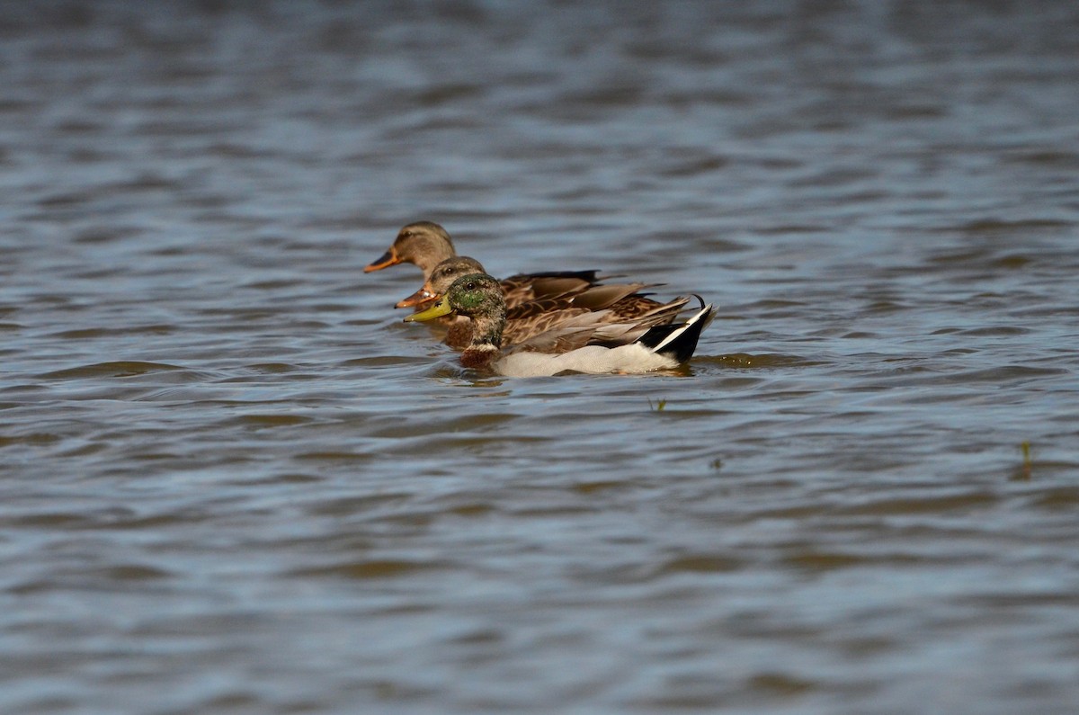 Mallard - ML492430751