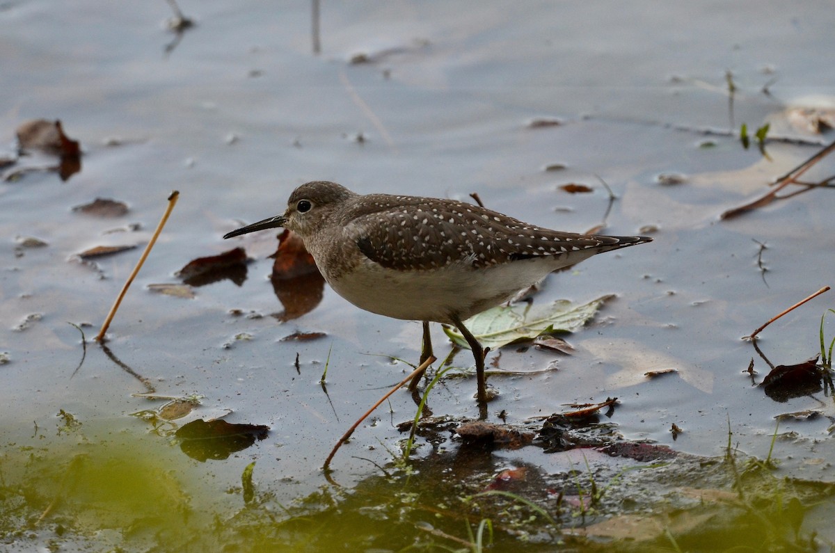 Solitary Sandpiper - ML492430961