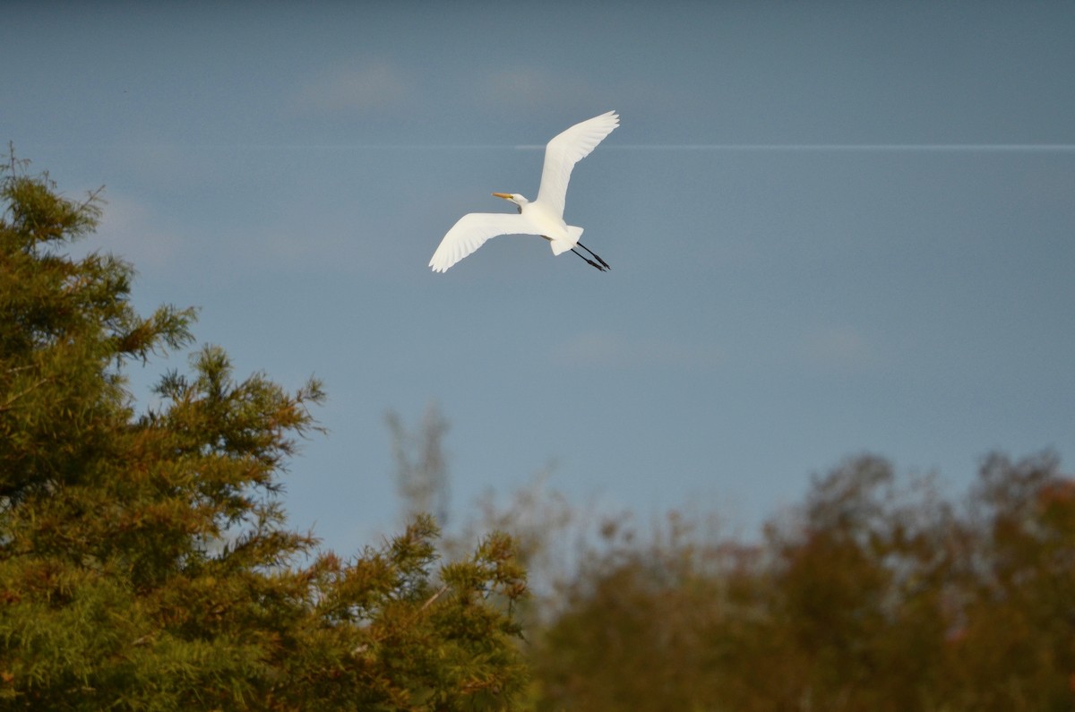 Great Egret - ML492431071