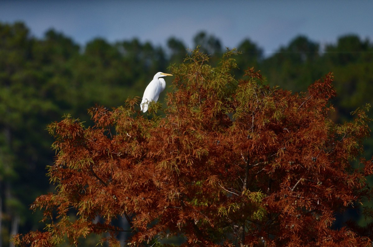 Great Egret - ML492431081