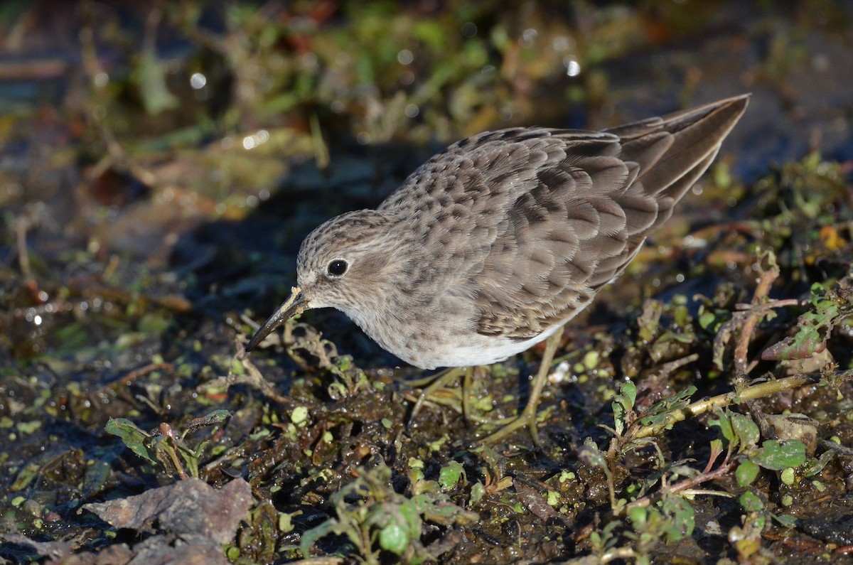 Least Sandpiper - ML492431361