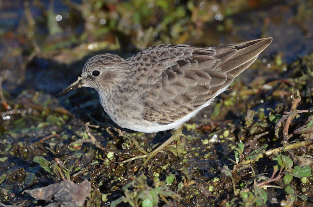 Least Sandpiper - ML492431371