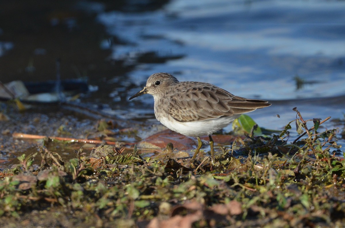 Least Sandpiper - ML492431381